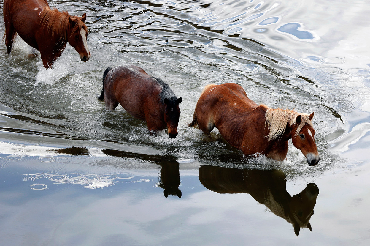 Лошадь пьющая воду